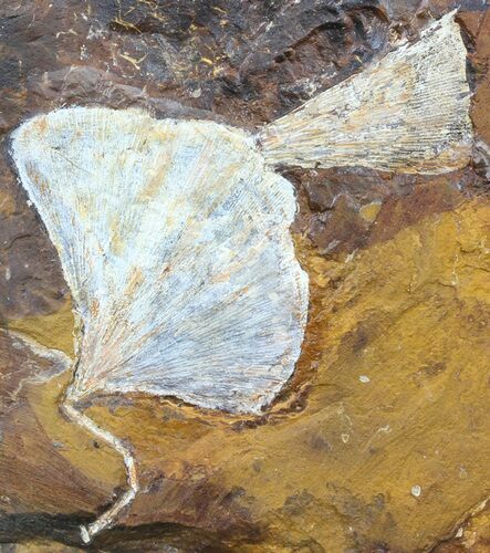 Fossil Ginkgo Leaves From North Dakota - Paleocene #58991